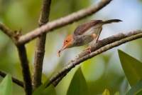 Krejcirik sedy - Orthotomus ruficeps - Ashy Tailorbird o8854